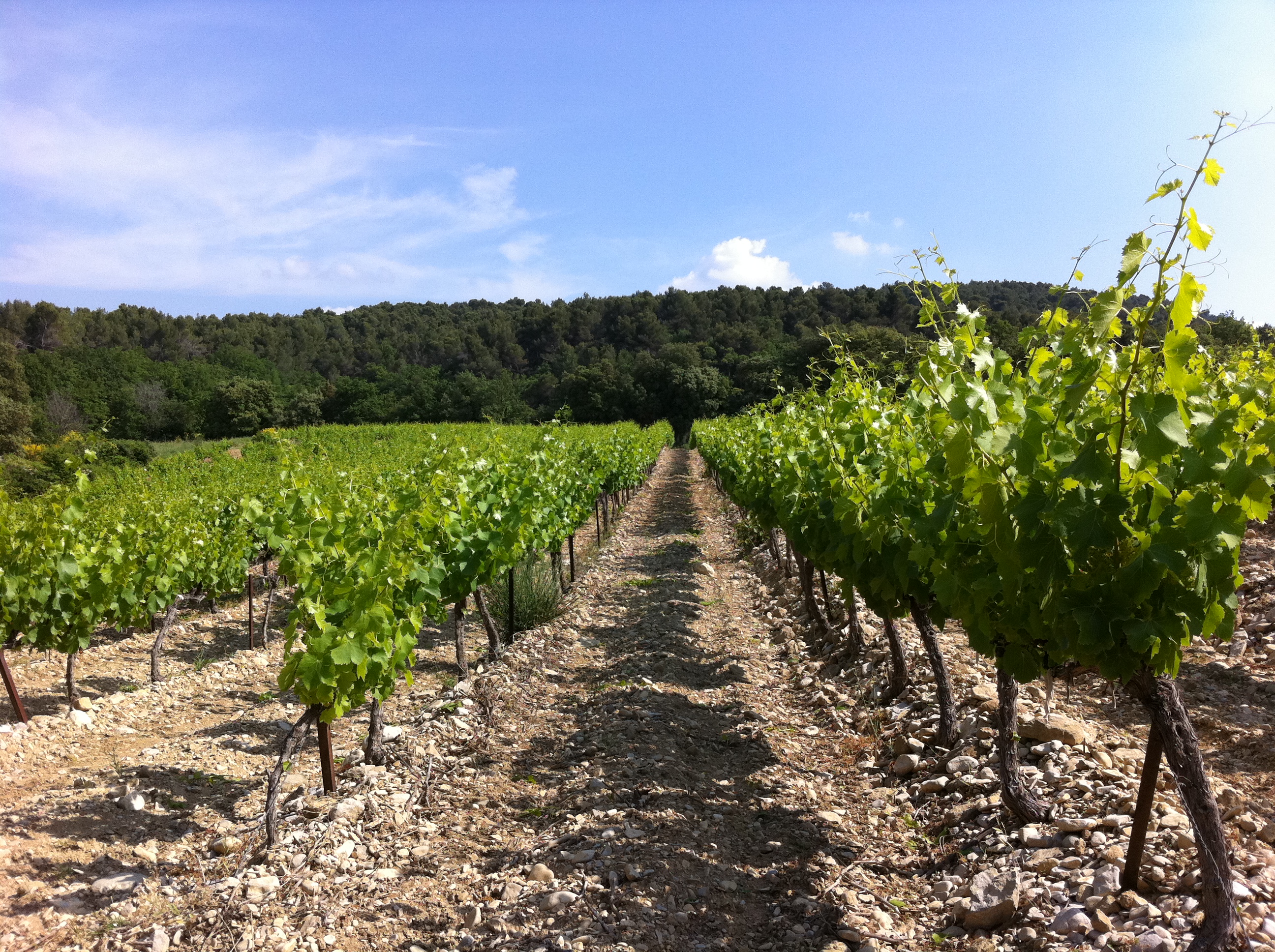 Le Vignoble de Pierry le Domaine